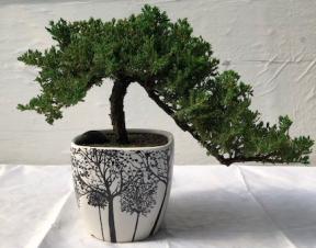 Juniper Bonsai Tree<br>Cascade Style<br><i>(juniper procumbens nana)</i>