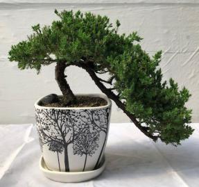 Juniper Bonsai Tree<br>Cascade Style<br><i>(juniper procumbens nana)</i>