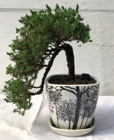 Juniper Bonsai Tree<br>Cascade Style<br><i>(juniper procumbens nana)</i>