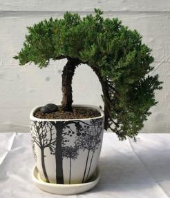 Juniper Bonsai Tree<br>Cascade Style<br><i>(juniper procumbens nana)</i>