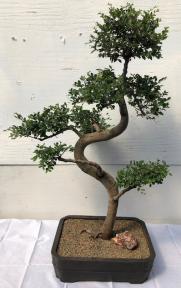 Chinese Elm Bonsai Tree <br>Curved Trunk & Tiered Branching Style<br><i>(ulmus parvifolia)</i>