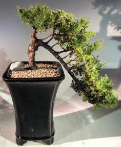 Juniper Bonsai Tree<br>Cascade Style<br><i>(juniper procumbens nana)</i>