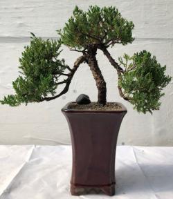 Juniper Bonsai Tree<br>Pom - Pom Style<br><i>(juniper procumbens nana)</i>