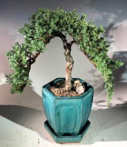 Juniper Bonsai Tree<br>Cascade Style<br><i>(juniper procumbens nana)</i>