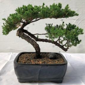 Juniper Bonsai Tree - Trained<br><i>(juniper procumbens nana)</i>