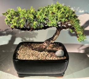 Juniper Bonsai Tree - Trained<br><i>(juniper procumbens nana)</i>