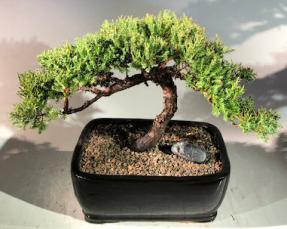 Juniper Bonsai Tree - Windswept<br><i>(juniper procumbens nana)</i>