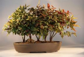 Heavenly Bamboo Bonsai Tree<br><i>(nandina domestica 'firepower')</i>