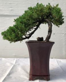 Juniper Bonsai Tree<br>Cascade Style<br><i>(juniper procumbens nana)</i>