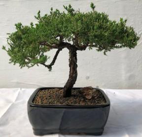 Juniper Bonsai Tree<br>Windswept Style<br><i>(juniper procumbens nana)</i>