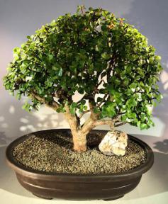 Baby Jade Bonsai Tree<br><i>(Portulacaria Afra)</i>