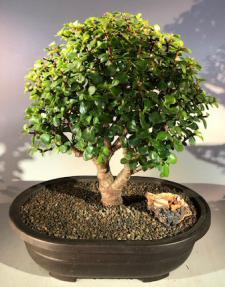 Baby Jade Bonsai Tree<br><i>(Portulacaria Afra)</i>