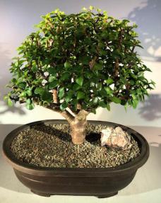 Baby Jade Bonsai Tree<br><i>(Portulacaria Afra)</i>