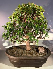 Baby Jade Bonsai Tree<br><i>(Portulacaria Afra)</i>