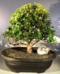 Baby Jade Bonsai Tree<br><i>(Portulacaria Afra)</i>