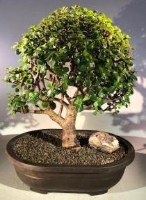 Baby Jade Bonsai Tree<br><i>(Portulacaria Afra)</i>