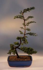 Juniper Bonsai Tree - Trained<br><i>(juniper procumbens nana)</i>