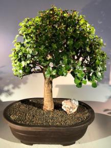 Baby Jade Bonsai Tree<br><i>(Portulacaria Afra)</i>