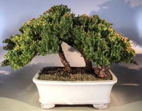 Juniper Bonsai Tree - Trained<br><i>(juniper procumbens nana)</i>