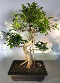 Ficus Retusa Bonsai Tree<br>Curved Trunk &  Banyan Roots<br><i>(ficus retusa)</i>