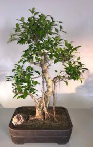 Ficus Retusa Bonsai Tree<br>Curved Trunk & Banyan Roots<br><i>(ficus retusa)</i>