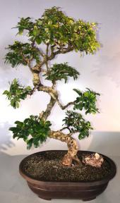 Flowering Fukien Tea Bonsai Tree <br>Curved Trunk & Tiered Branching <br><i>(ehretia microphylla)</i>