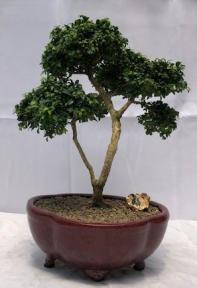 Japanese Kingsville Boxwood Bonsai Tree<br><i>(buxus microphylla compacta)</i>