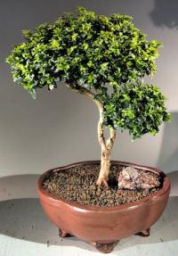 Japanese Kingsville Boxwood Bonsai Tree<br><i>(buxus microphylla compacta)</i>