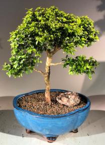 Japanese Kingsville Boxwood Bonsai Tree<br><i>(buxus microphylla compacta)</i>