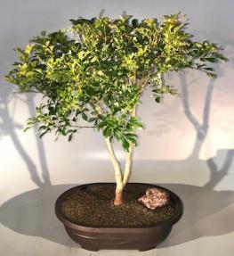 Flowering Chinese Perfume Bonsai Tree <br><i>(aglaia orodata)</i>