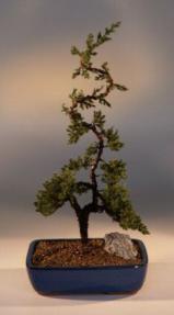 Juniper Bonsai Tree - Trained<br><i>(juniper procumbens nana)</i>