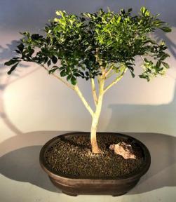 Flowering Chinese Perfume Bonsai Tree<br><i>(aglaia orodata)</i>