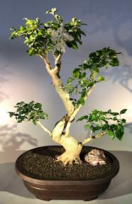 Flowering Ligustrum Bonsai Tree<br>Curved Trunk & Tiered Branching Style<br><i>(ligustrum lucidum)</i>