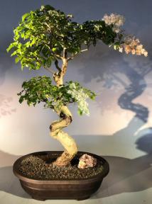 Flowering Ligustrum Bonsai Tree<br>Curved Trunk & Tiered Branching Style<br><i>(ligustrum lucidum)</i>