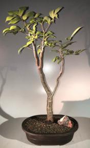 Flowering Gumbo Limbo Bonsai Tree<br>(bursera simaruba)</i>