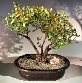Flowering Sweet Plum Bonsai Tree<br><i>(sageretia theezans)</i>