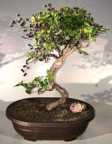 Flowering Sweet Plum Bonsai Tree<br><i>Curved Trunk Style<br>(sageretia theezans)</i>