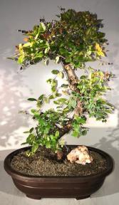 Flowering Sweet Plum Bonsai Tree<br><i>Curved Trunk Style<br>(sageretia theezans)</i>