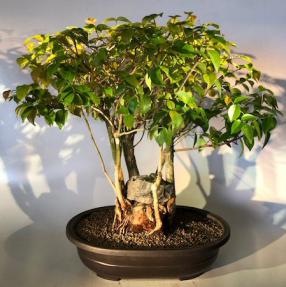 Flowering Surinam Cherry Bonsai Tree <br><i>(eugenia uniflora)</i>