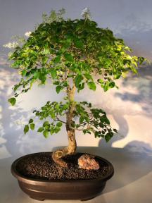 Flowering Ligustrum Bonsai Tree<br>Curved Trunk Style<br><i>(ligustrum lucidum)</i>