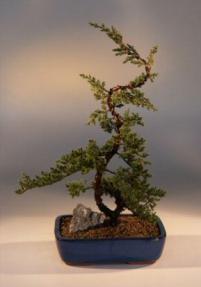 Juniper Bonsai Tree - Trained<br><i>(juniper procumbens nana)</i>