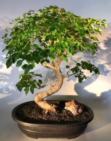 Flowering Ligustrum Bonsai Tree<br>Curved Trunk & Tiered Branching Style<br><i>(ligustrum lucidum)</i>