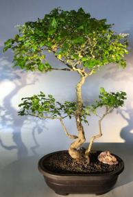 Flowering Ligustrum Bonsai Tree<br>Curved Trunk Style<br><i>(ligustrum lucidum)</i>