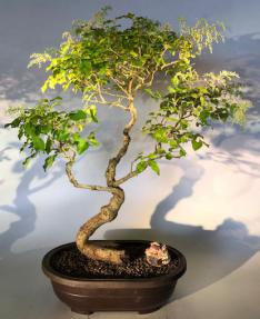 Flowering Ligustrum Bonsai Tree<br>Curved Trunk Style<br><i>(ligustrum lucidum)</i>