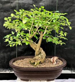 Flowering Ligustrum Bonsai Tree<br>Curved Trunk Style<br><i>(ligustrum lucidum)</i>