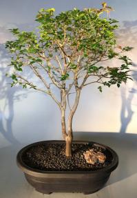 Flowering Jaboticaba Bonsai Tree <br><i>(eugenia cauliflora)</i>