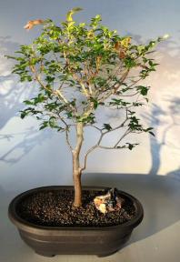 Flowering Jaboticaba Bonsai Tree <br><i>(eugenia cauliflora)</i>