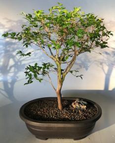 Flowering Jaboticaba Bonsai Tree <br><i>(eugenia cauliflora)</i>