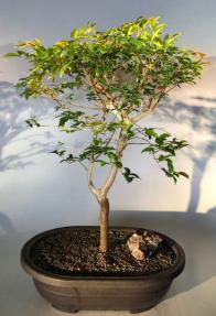 Flowering Jaboticaba Bonsai Tree <br><i>(eugenia cauliflora)</i>