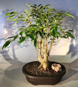 Oriental Ficus Bonsai Tree<br> Banyan Style<br><i></i>(ficus orientalis)